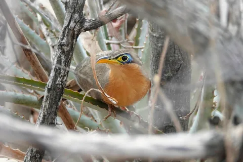 Lesser Ground-Cuckoo