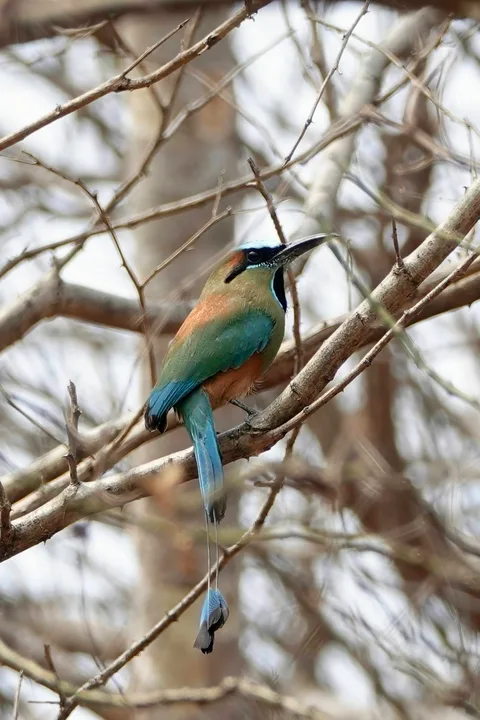 Turquoise-browed Motmot