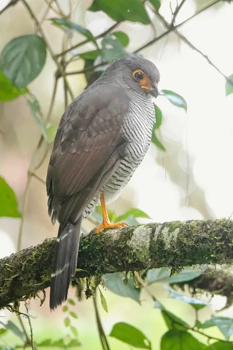 Barred Forest-Falcon