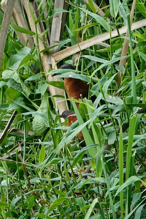 Ruddy Crakes