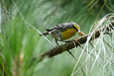 Grace's Warbler