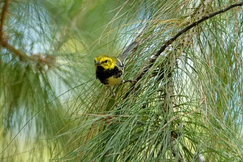 Black-throated Green Warbler