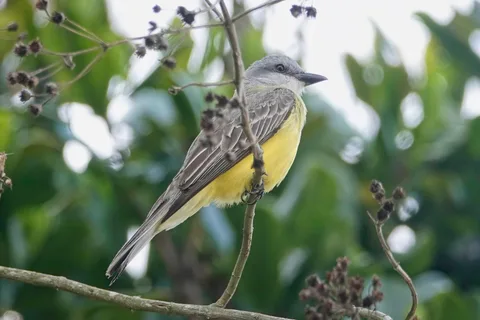 Couch's Kingbird