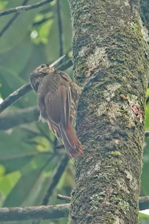 Spotted Woodcreeper