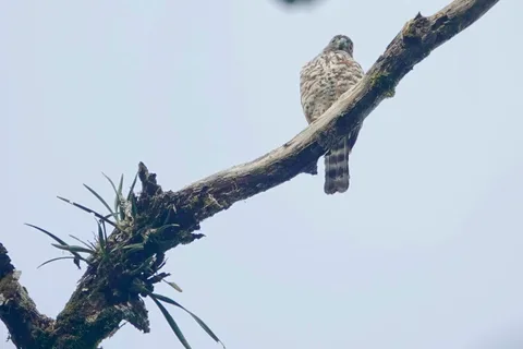 Double-toothed Kite