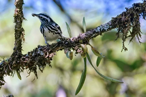 Black-and-white Warbler
