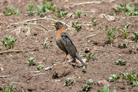 Rufous-collared Robin