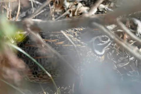 Ocellated Quail