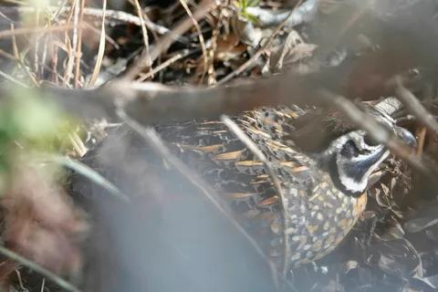 Ocellated Quail