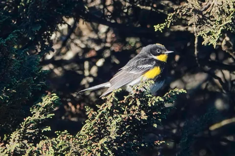 Goldman's Warbler