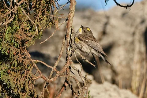 Goldman's Warbler