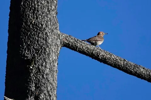 Northern Flicker (Guatemalan)