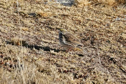 Savannah Sparrow