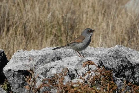 Yellow-eyed Junco (Guatemalan)