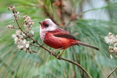 Pink-headed Warbler