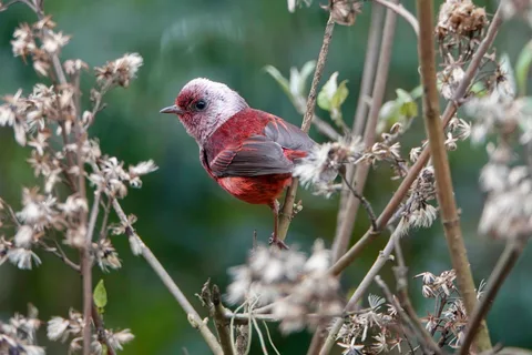 Pink-headed Warbler