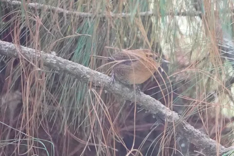 Rufous-browed Wren