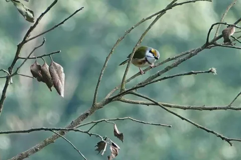 Chestnut-sided Shrike-Vireo