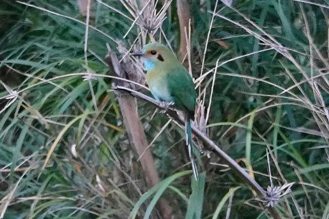 Blue-throated Motmot