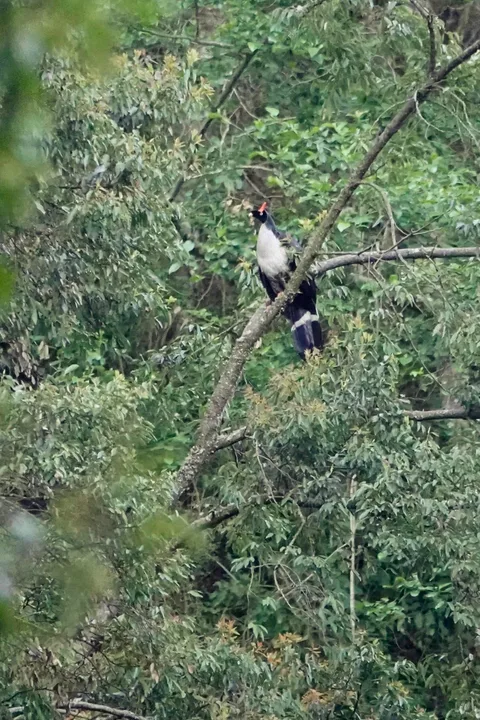 Horned Guan