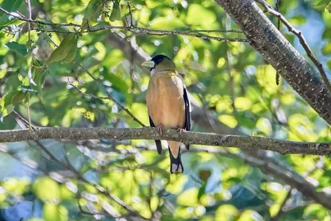 Hooded Grosbeak