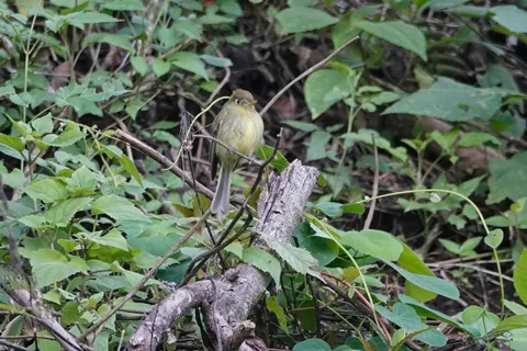 Yellowish Flycatcher