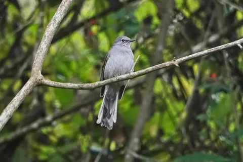 Brown-backed Solitaire
