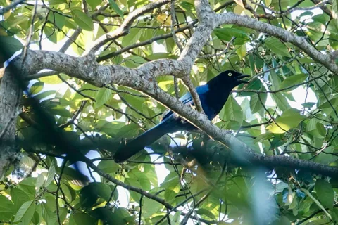 Bushy-crested Jay