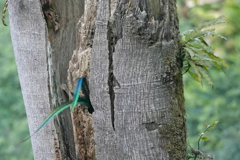 Resplendant Quetzal (tail!)