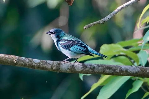 Azure-rumped Tanager
