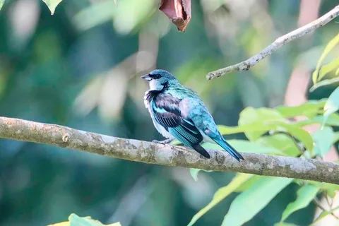 Azure-rumped Tanager