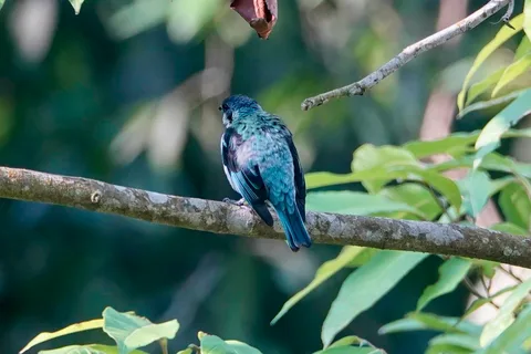 Azure-rumped Tanager