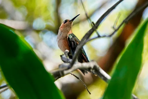 Rufous Sabrewing