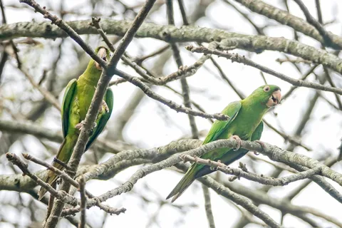 Pacific Parakeet