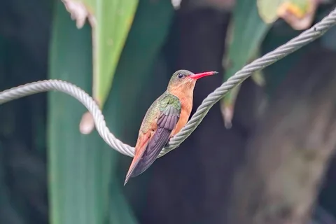 Cinnamon Hummingbird