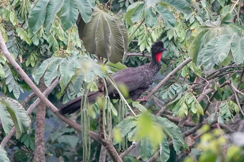Crested Guan