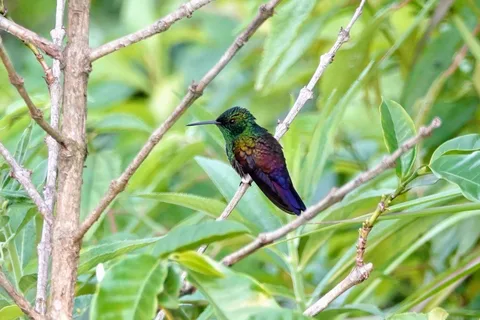 Blue-tailed Hummingbird