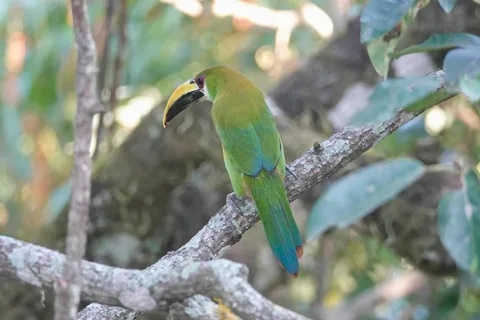 Northern Emerald Toucanet