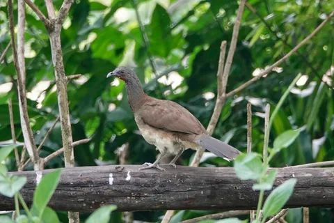 White-bellied Chachalaca