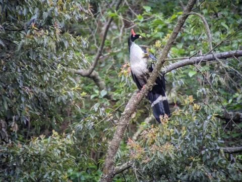 Horned Guan
