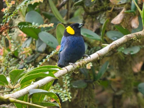 Yellow-scarfed Tanager