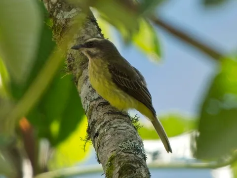 Golden-crowned Flycatcher