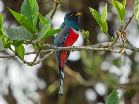 Masked Trogon