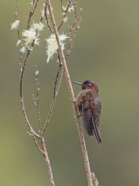 Coppery Metaltail