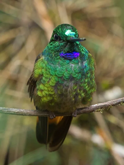 Violet-throated Starfrontlet