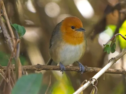 Brown-flanked Tanager