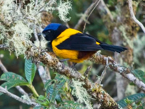 Golden-backed Mountain Tanager