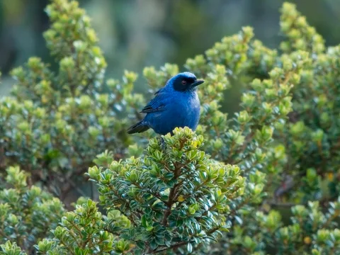Whistling Masked Flowerpiercer