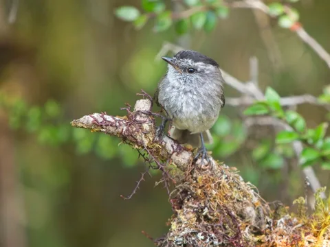 Unstreaked Tit-Tyrant