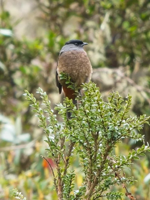 Bay-vented Cotinga